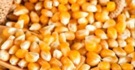 Назив жутог кукуруза кукуруза 2018 Квалитетна расута ИКФ жута