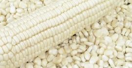 White Corn Maize Beschreibung Nein GM - NON GMO.
