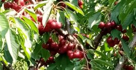 ЧЕШЕНИ ЗА ПРОДАЖБА до 50 т