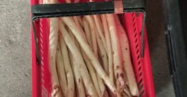 Sale of white asparagus, harvested daily, possible with a