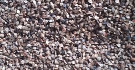 I will sell buckwheat from organic farming, certificate for