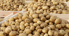 Patate varietà Ovation, grandi, molto gustose. Possono essere imballati