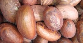 Garnicia kola de înaltă calitate (Bitter Kola)