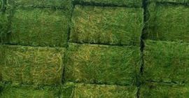 High quality Alfalfa bales Weight: 750 & 800 KG