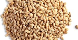 Barley Supply/ Barley for Malt/Barley Feed/ Malted Barley Barley