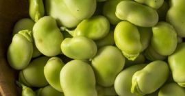 Првокласни сушени широки пасуљ / сушени фава пасуљ Нудимо