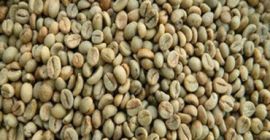 Grad: Certificat en gros AAA Boabe de cafea Arabica