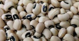 New Crop Black Eye Vigna white Beans /Cowpeas We