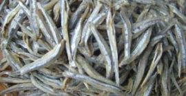 We are reliable supplier of a variety of Seafood