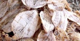 Oferim toate dimensiunile oaselor de sepie menționate mai jos