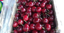 Kirschen Frische Kirschen Leckere Kirschen Die Saison beginnt in