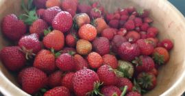 I will buy strawberries 1000 baskets a day all