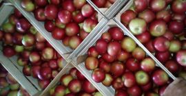 SELL FRESH FRUITS FRESH APPLES IDARED, PRICE - CENY ROLNICZE, Agro-Market24