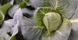 Hello . I will sell Young cabbage from the