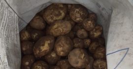 Verkaufe neue Kartoffeln, die aus Dabuleni, România stammen