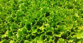 Продаћу салате рукола спанаћ татзои цвекла увек свежа у