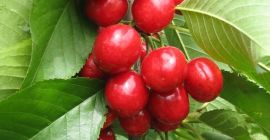 Sweet cherry Our sales have begun a high-quality new
