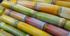 Fresh SUGARCANE directly from our farm. Available in large