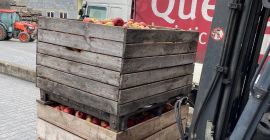 Вкусни ябълки Златни и Idared направо от семейната овощна