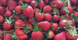 „Diamant roșu” de căpșuni, import din Turcia. Preț foarte