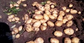 Neue Kartoffeln, Produktion 2021. Peretu, Teleorman