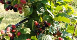 Vendo more fatte in casa succose e deliziose al