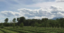 Аз съм производител на малини от 6 години, но