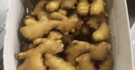 Product Fresh Young and Old Ginger (New 2020 and