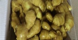 Product Fresh Young and Old Ginger (New 2020 and