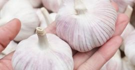Knoblauch nährstoffreich: alle 100 g Wasser mit 69,8 g,