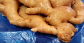 Product Fresh Young and Old Ginger (New 2020 and