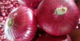 Cipolla rossa pelata fresca di vendita calda della nuova