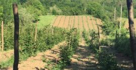 More organiche molto gustose