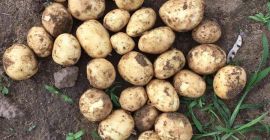 Vendo patate novelle. Ti assicuriamo che abbiamo i prodotti