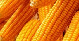 Zea mays è un membro della famiglia delle graminacee