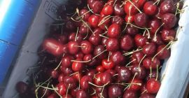We have sweet cherries and we can provide in