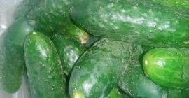 Polish free-range cucumbers, pickling cucumbers from 5 to 12