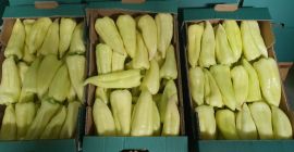 Grüner Pfeffer 50 + / 12 + Nemezis, 40