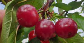 Meteor Corai and Erdi Bortemo varieties, harvested at the