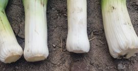 Ich werde ökologische Wintersaison verkaufen.