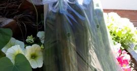 Fresh, producer snake cucumbers for sale in small and