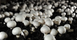 Mit langer Tradition und hervorragender Qualität transportieren wir Champignons