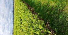 Piantine di bacche di Kamchatka. Varietà polacche e canadesi.