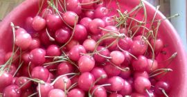 Каня ви да си купите череши, сорт май. Възможна