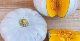 Variety of squash: Cucurbita maxima
