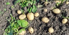 Ich verkaufe neue Kartoffeln. Verfügbarkeit von 24 t /