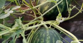 Nella seconda metà di giugno, i cocomeri appena raccolti