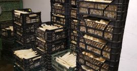 Fehér spárgát ömlesztve árusítok. A gazdaság székhelye Wolkopynka közelében