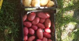 Verkauf von Frühkartoffeln (RIVIERA, CARRERA, ROȘII) Verfügbarkeit 24 t
