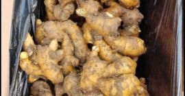 Ingwer aus China, es ist ein Bio-Produkt, es gibt